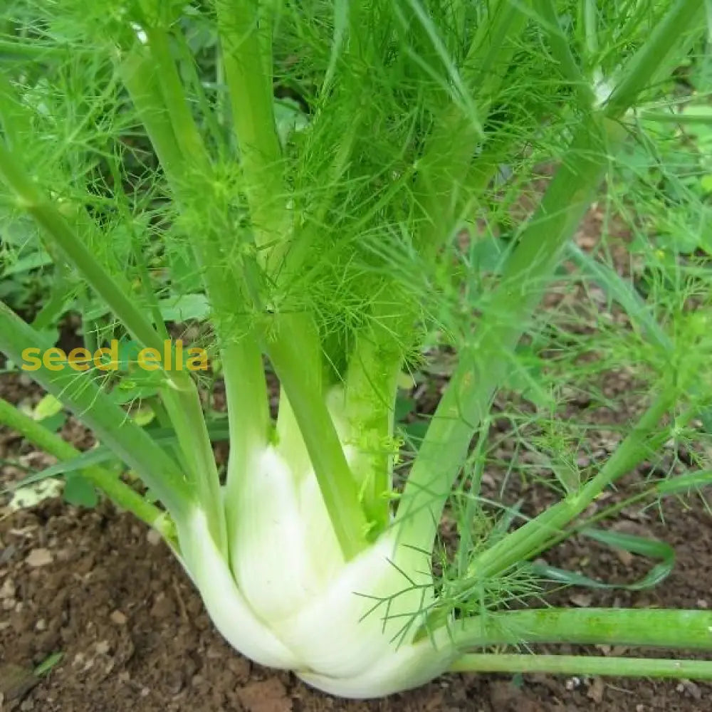 Florence fennel seed package for gardening