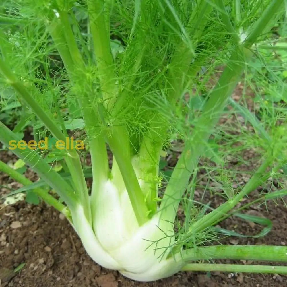 Florence Fennel Vegetable Seeds For Easy Planting Seeds