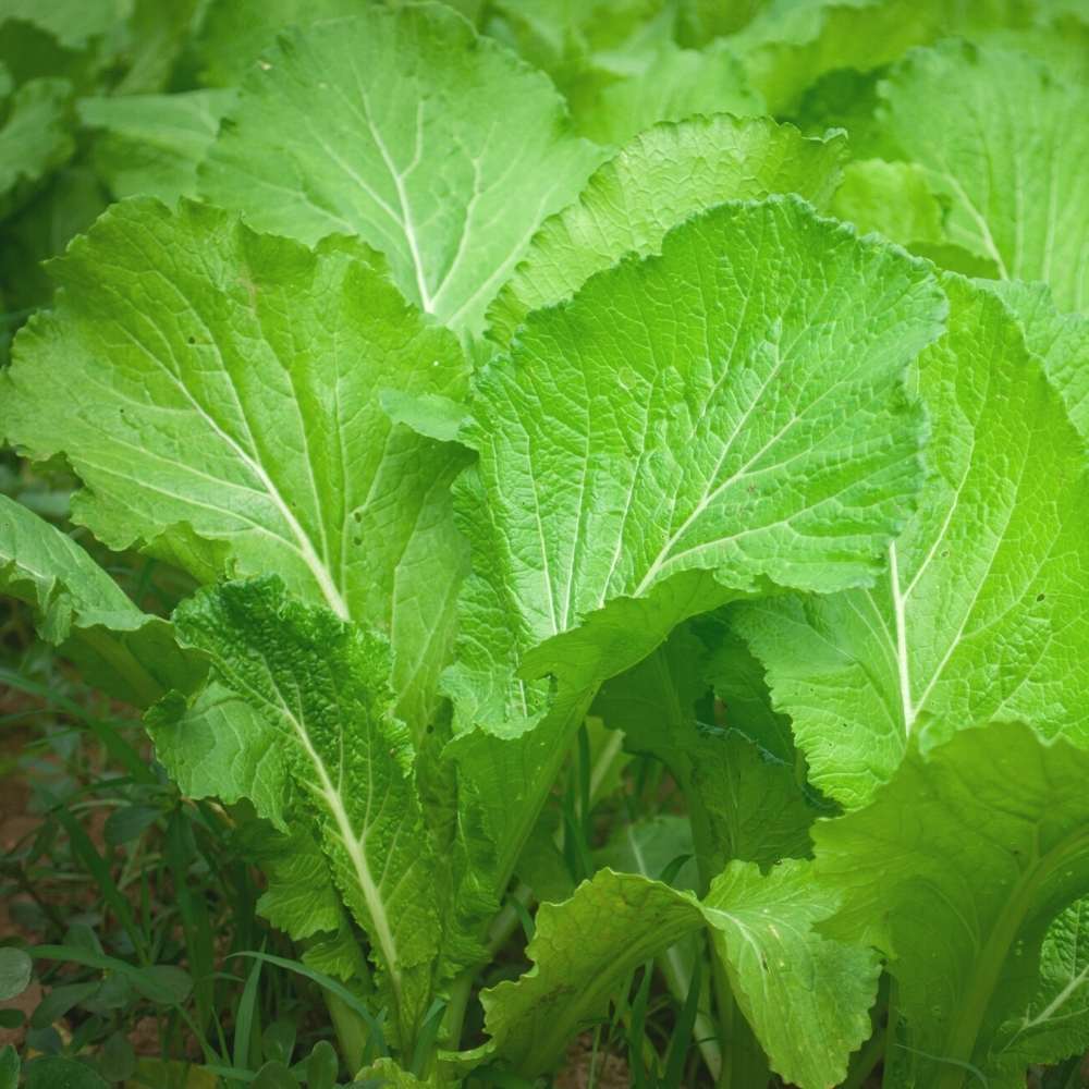 Florida Broadleaf Mustard herb with tender green leaves