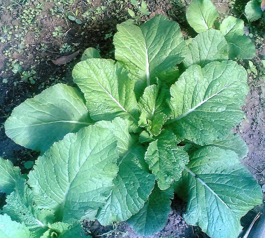 Florida Broadleaf Mustard plant with large green leaves in garden