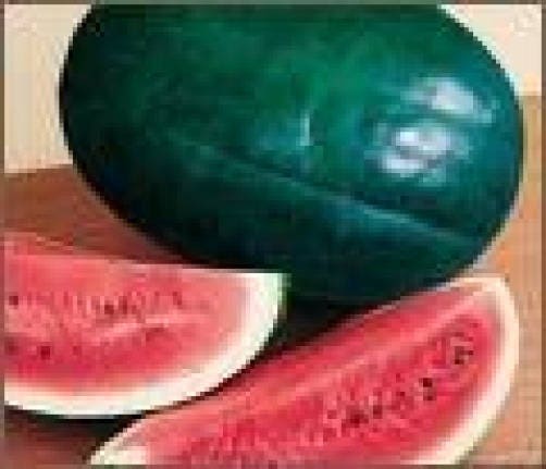 Florida Giant Watermelon (Citrullus lanatus) seeds for planting