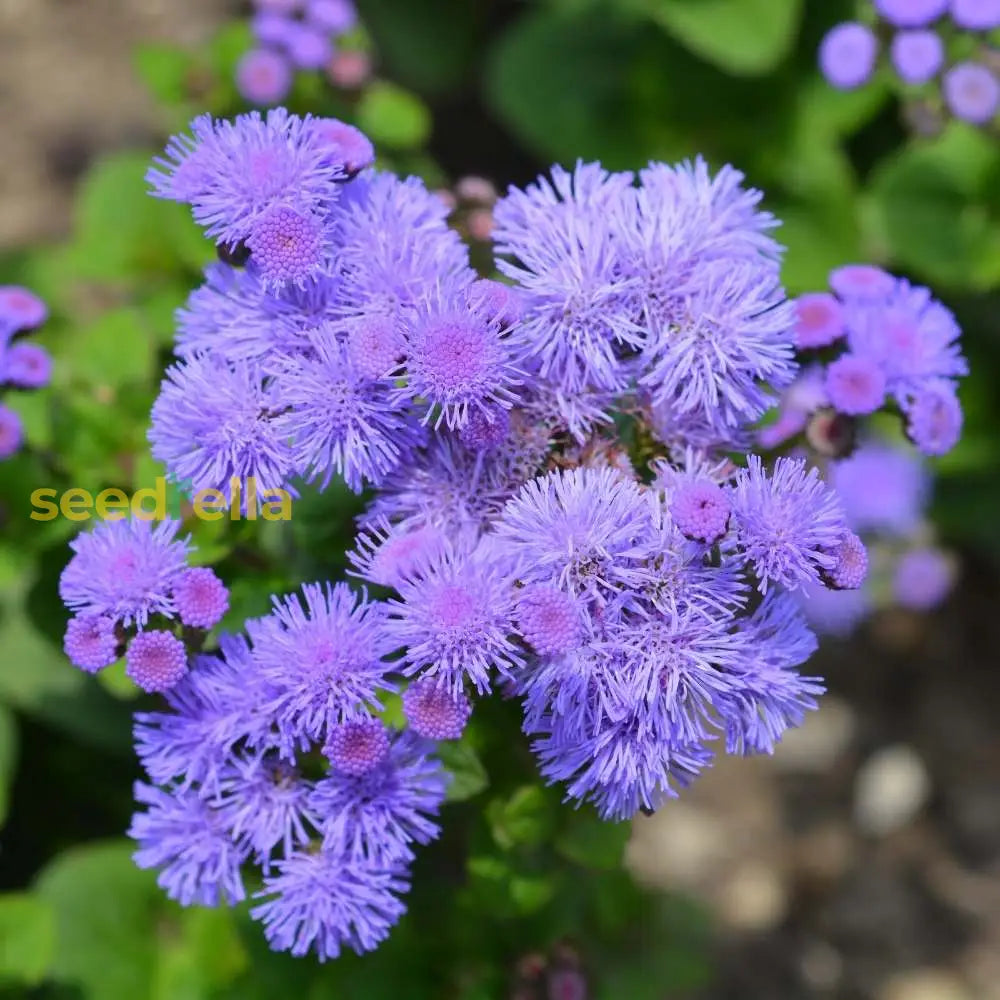 Floss Flower Seeds For Easy Planting