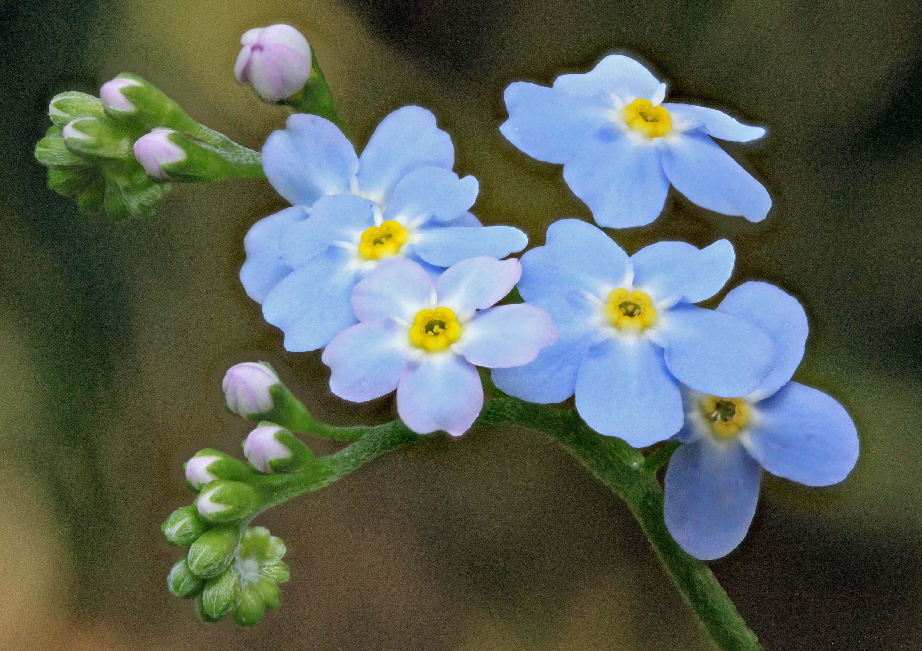 Beautiful Blooms Flower Seed Mix Variety