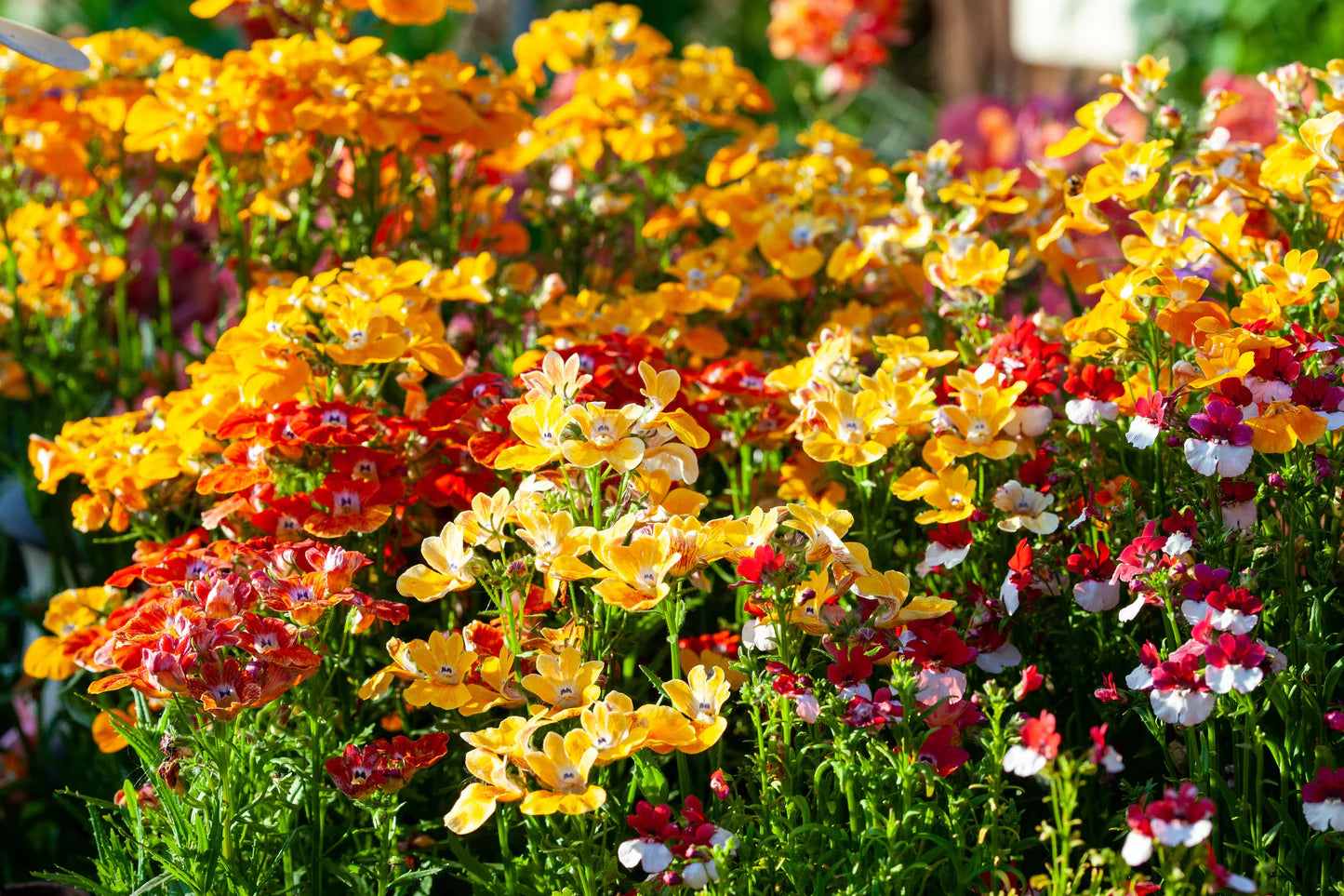 Assorted Flower Seed Mix for Bright Planting