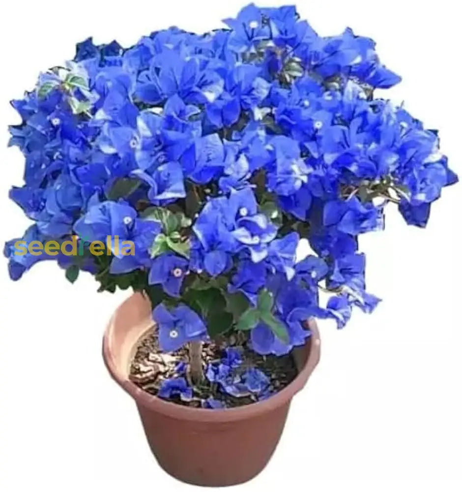 Flower Seeds: Blue Bougainvillea Planting Pack Seeds