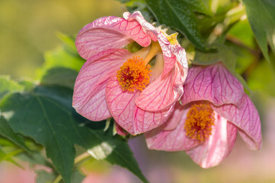 Flowering Maple Abutilon Plant with Pink Flowers