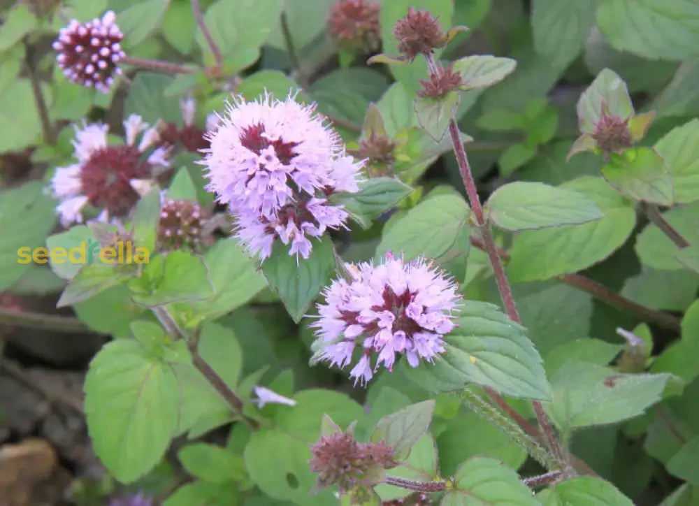 Flowering Mint Seeds – Pink United Variety for Pollinator Gardens
