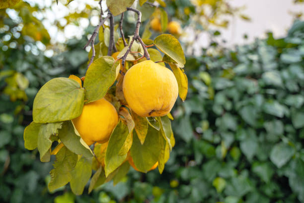 Flowering quince bush with green fruits in bloom