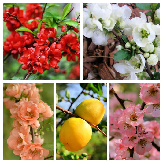 Flowering Quince Seeds – Chaenomeles speciosa Non-GMO Shrub with Multi-Color Flowers