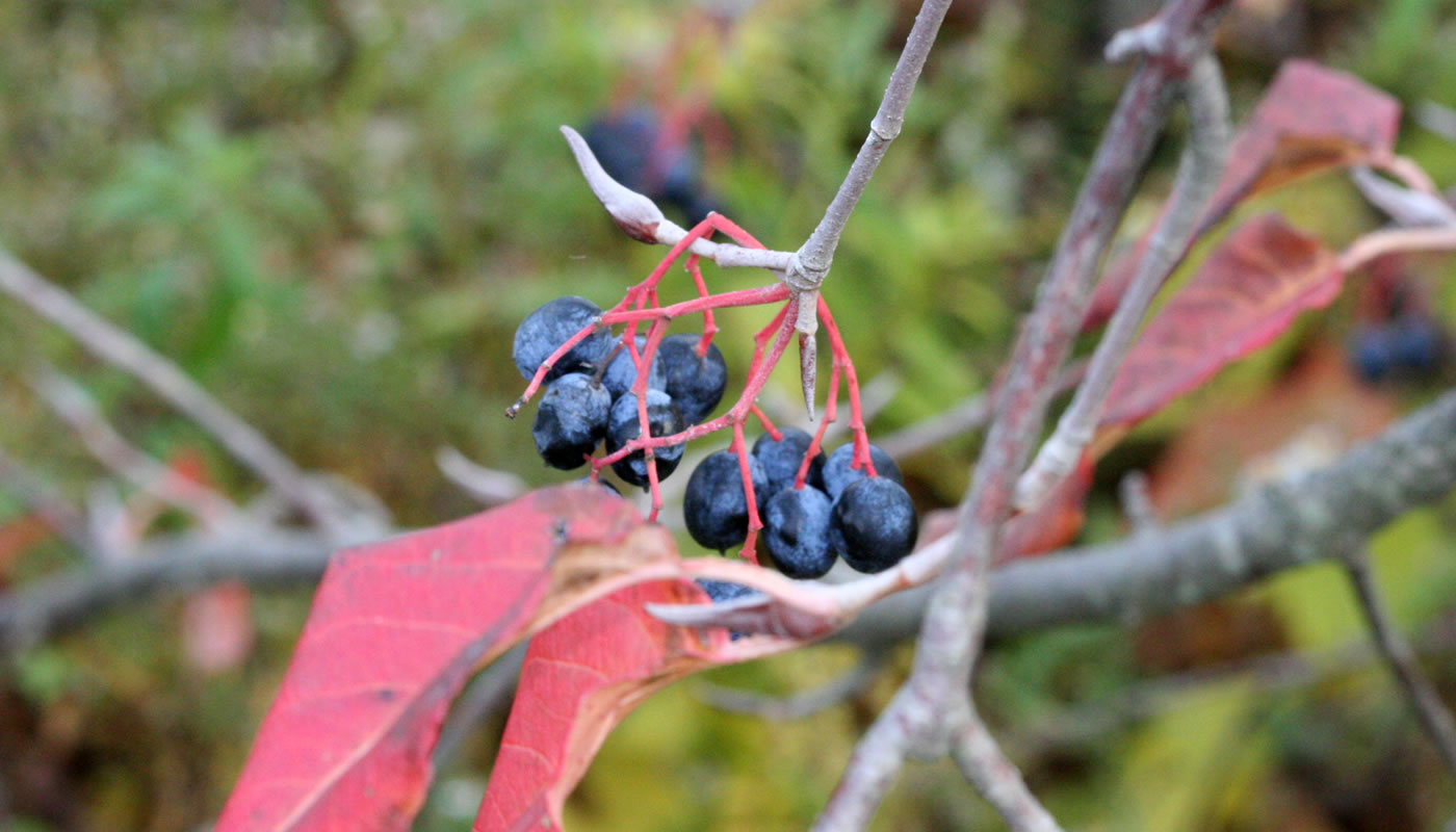 Flowering viburnum seeds with white flowers and blue berries