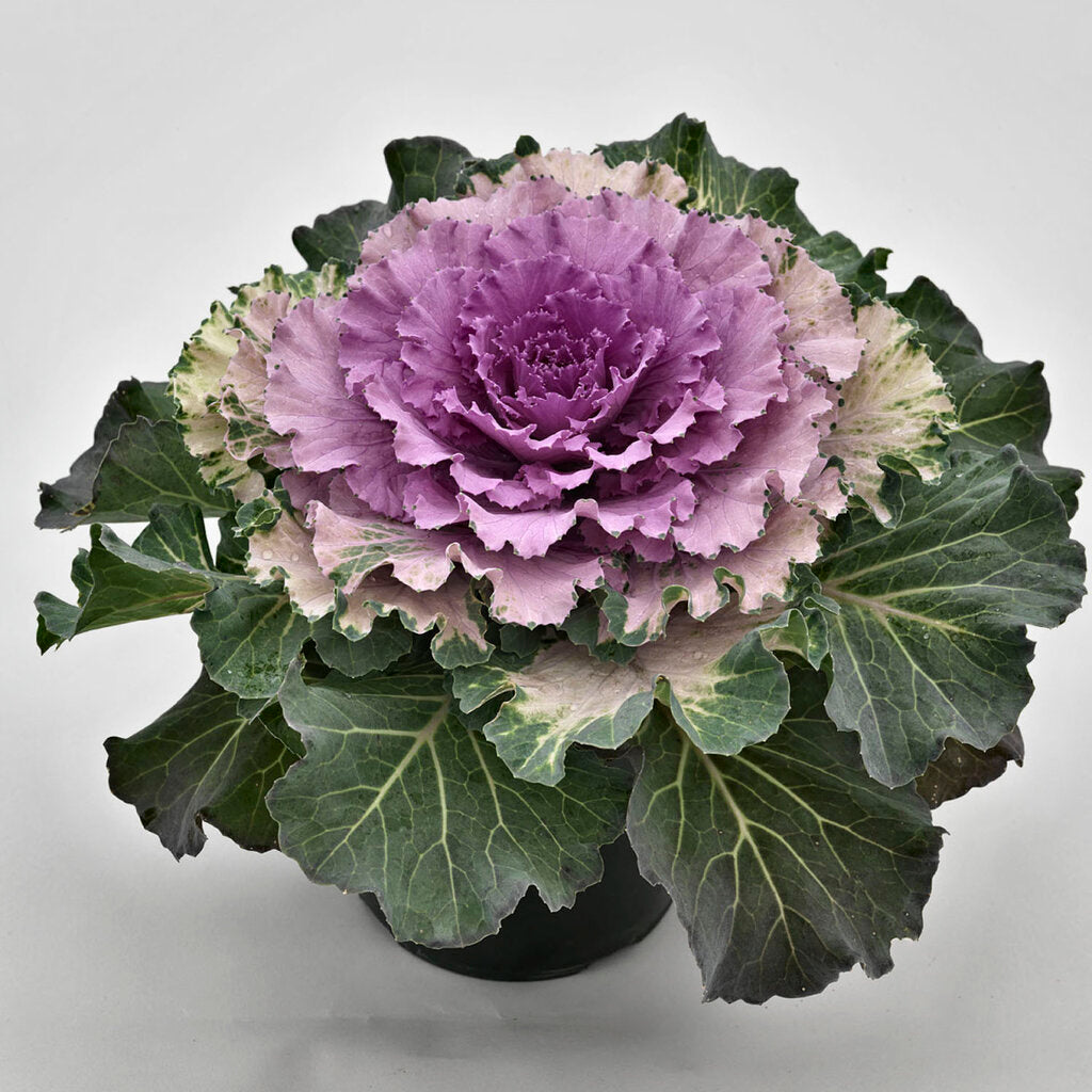 Brassica Oleracea Mixed Colour Flower Seeds For Planting