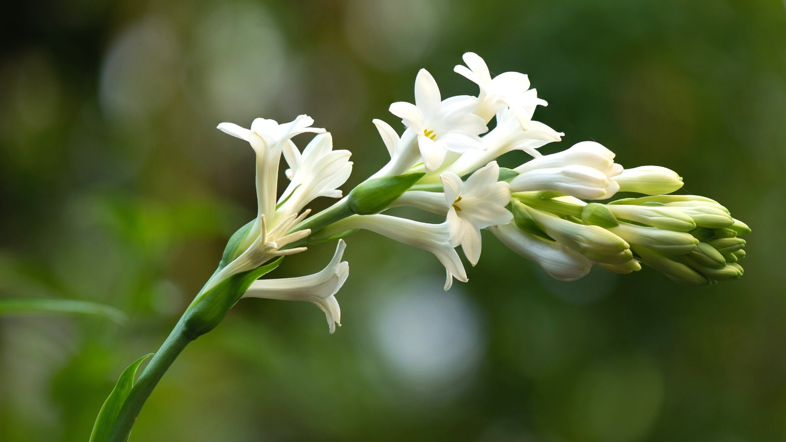 White Night Scented AufFlowerssamen seeds for fragrant blooms
