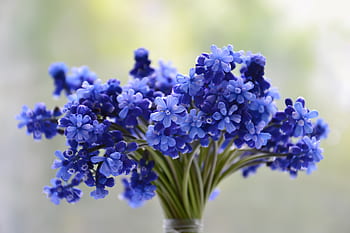 Blue Lavender Flower Seeds For Fragrant Planting