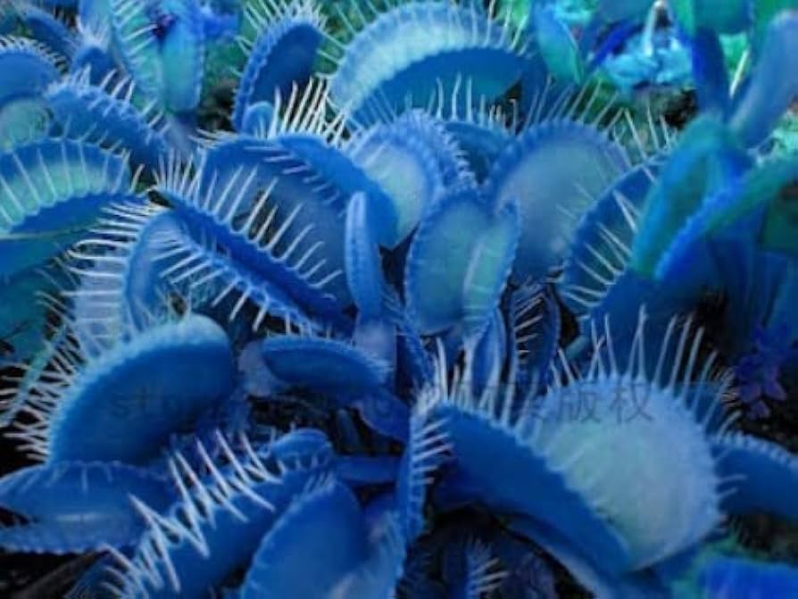 Venus Flytrap Seeds Germinating in Peat Moss