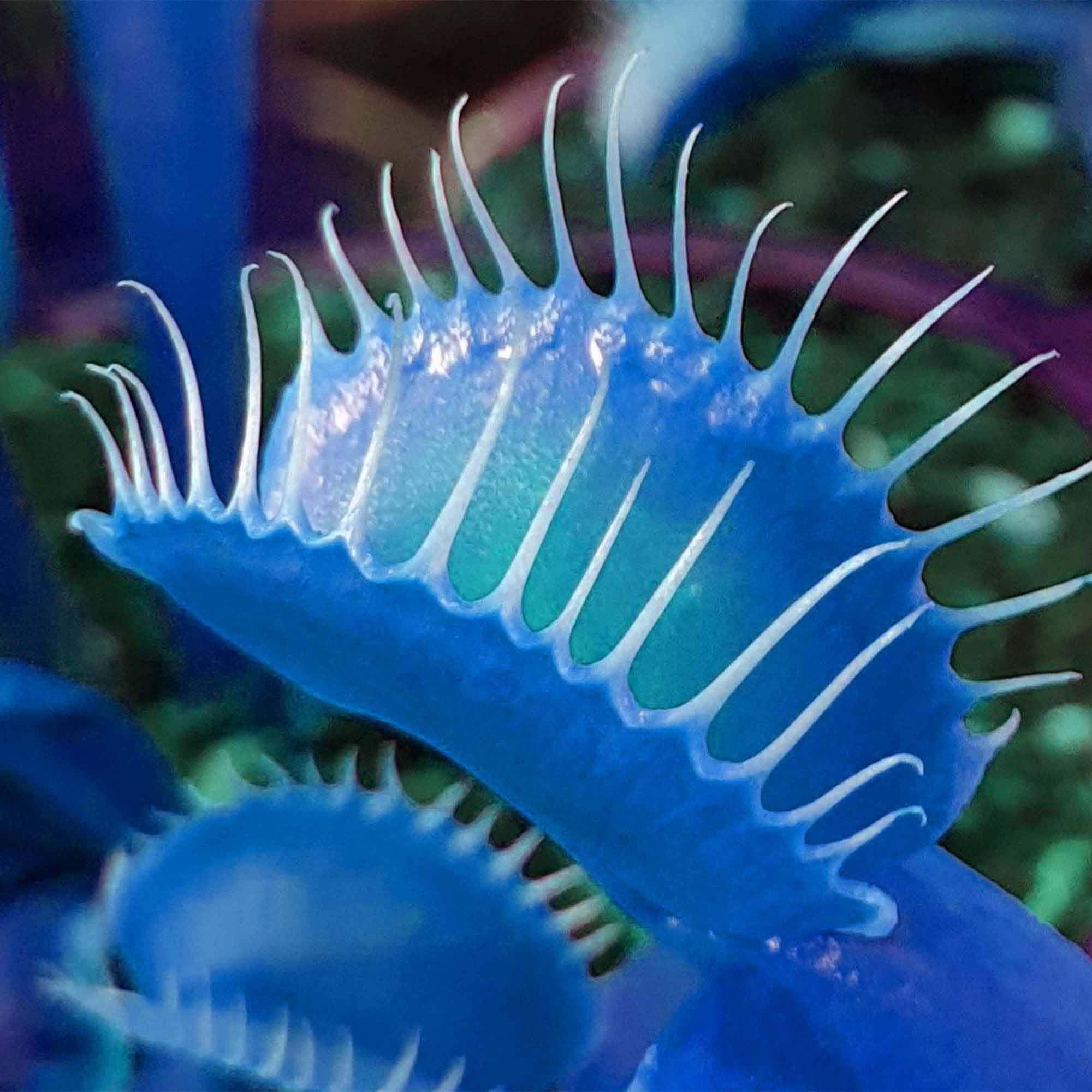 Young Venus Flytrap Seedlings Growing Indoors
