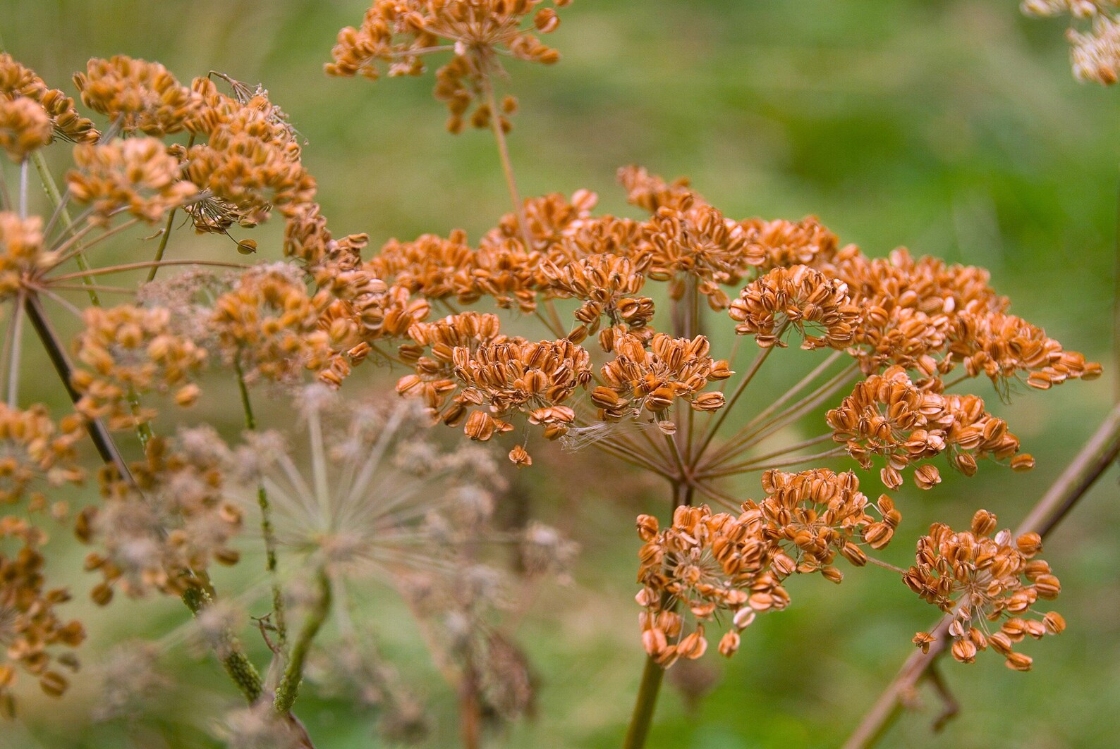 Foeniculum vulgare Bronze Fennel growing in garden beds