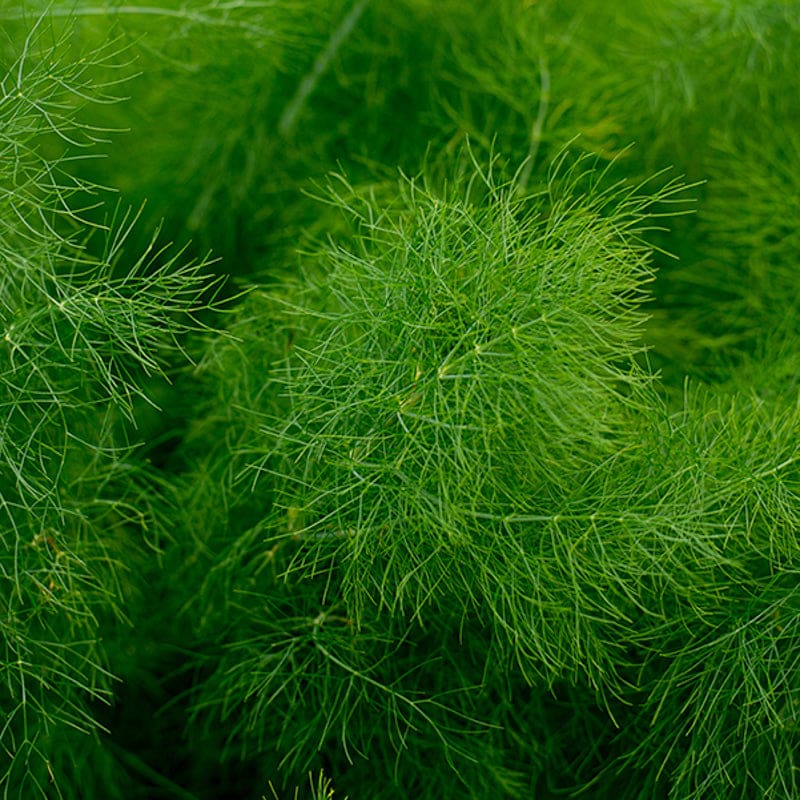 Foeniculum vulgare Grosfruchtiger grown in raised beds