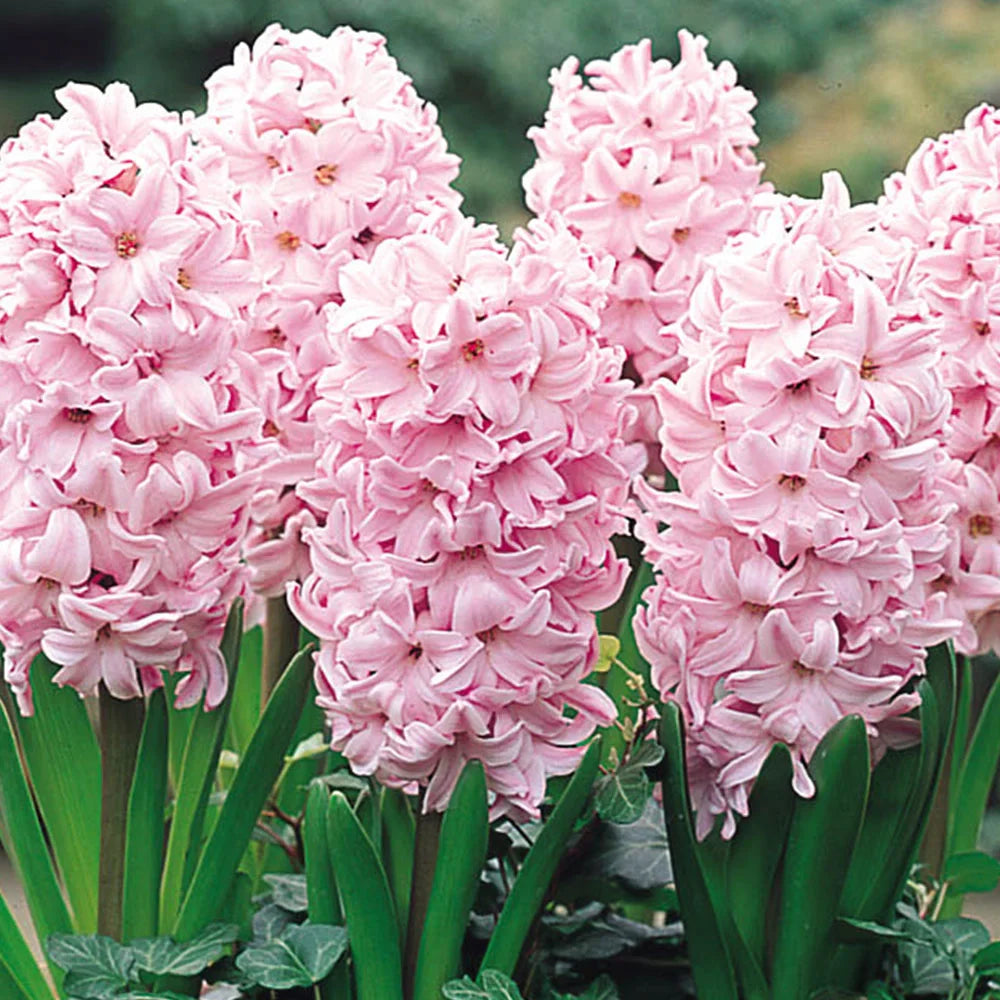 Baby Pink Hyacinth Flower seeds for Planting - Shade Tolerant, Heirloom & GMO Free Seeds for Home Garden
 
 Sale seeds for home garden