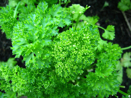 Packet of Forest Green Parsley Double Triple Curl vegetable seeds