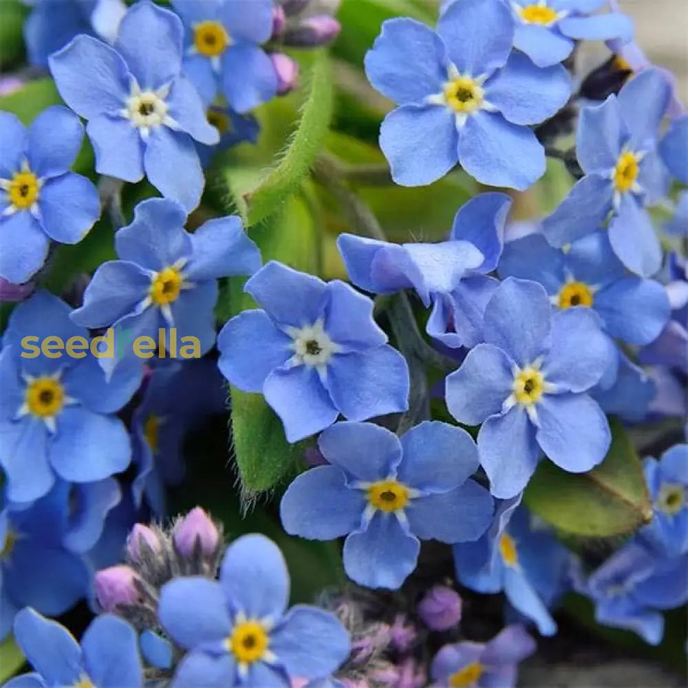 Forget Me Not Flower Planting Seeds - Create Beautiful Gardens With Charming Blooms