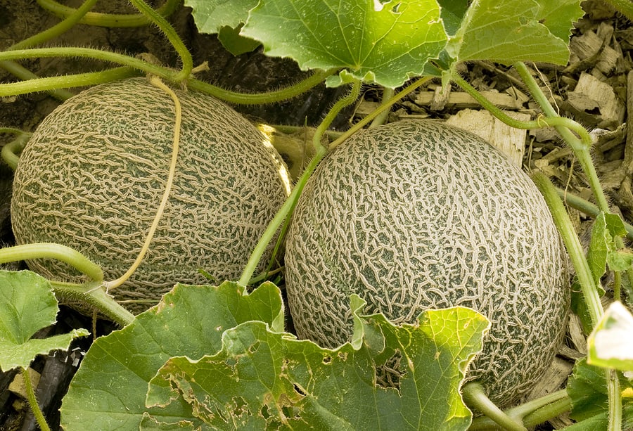 Fortuna melon plants with healthy vines