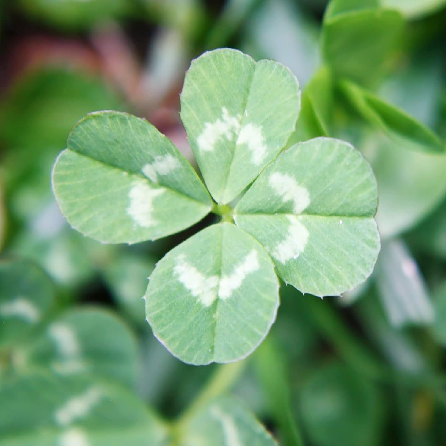 Four Leaf Clover plants growing in a green garden lawn
