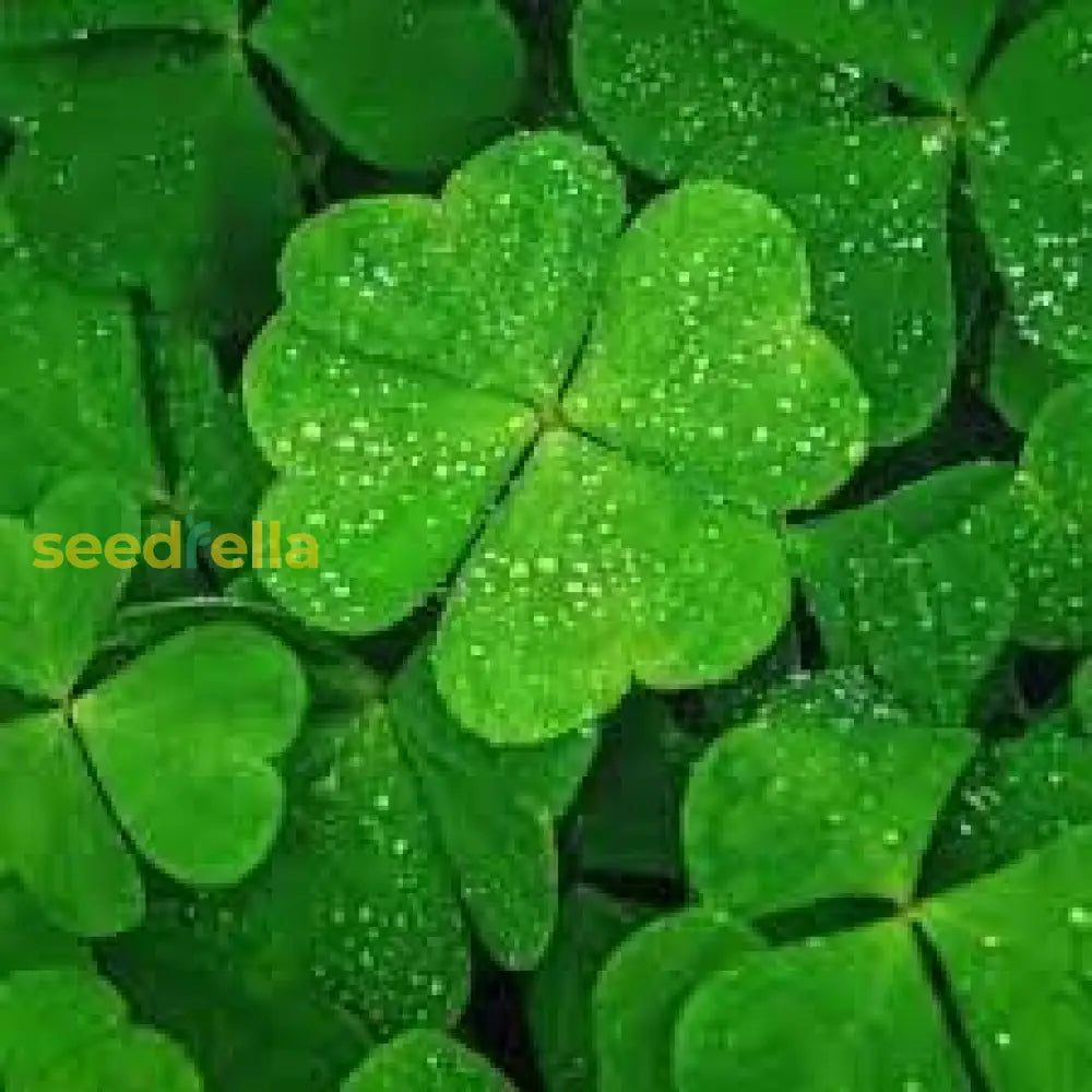 Four Leaf Clover Seeds For Planting Herb