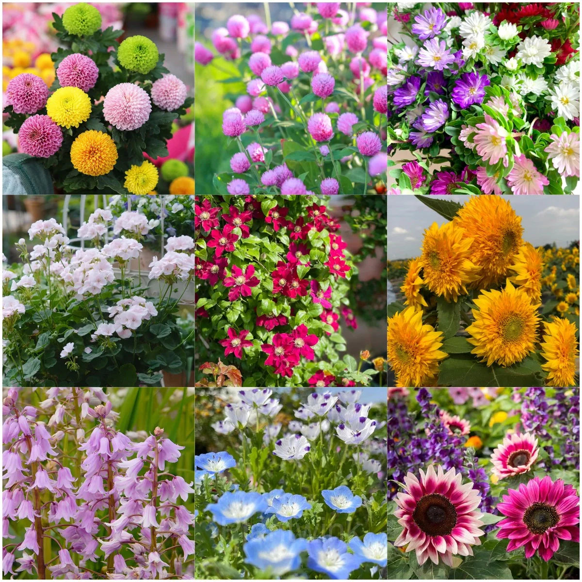 Four Seasons Flower Mix Blooming in Various Colors