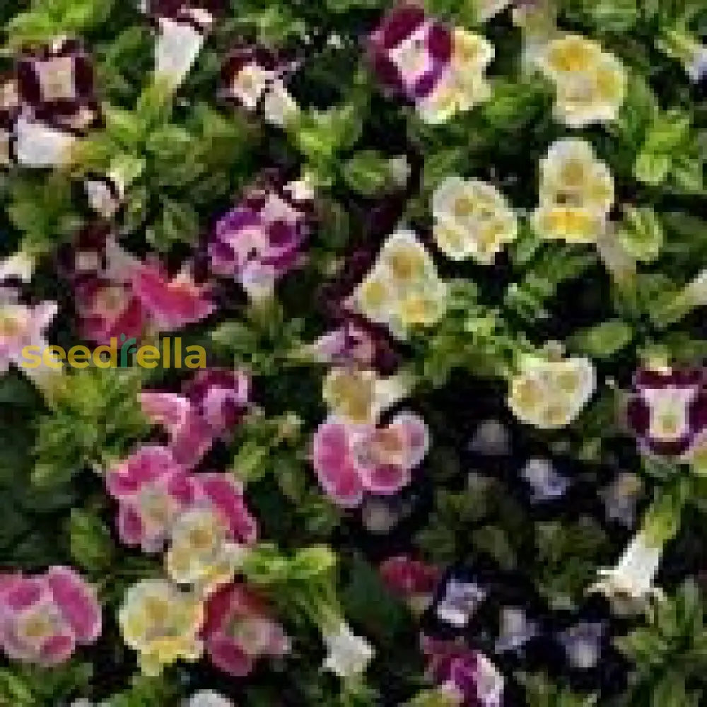 Fournieri Flower Seeds For Planting