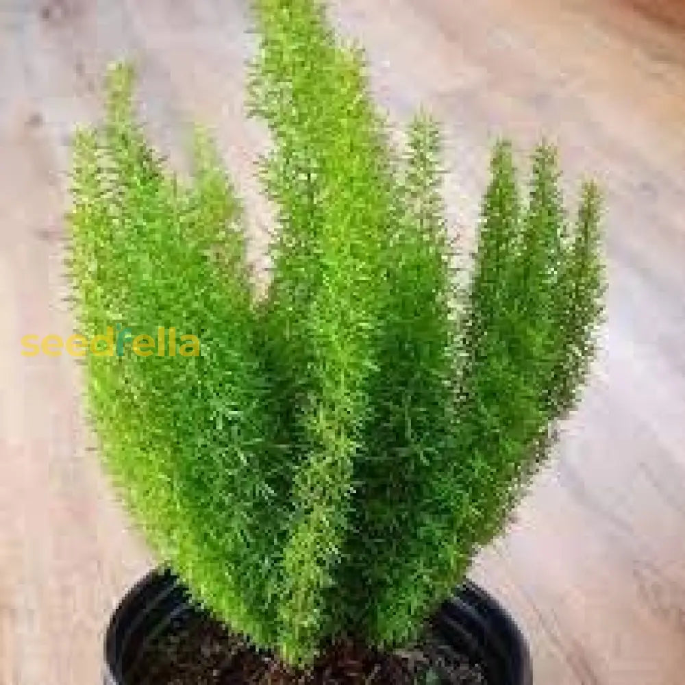 Foxtail Fern Seeds For Easy Planting Plant Seeds