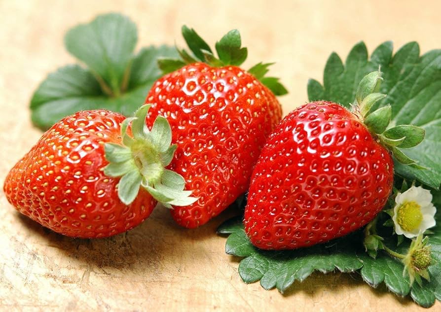 Fragaria pantassa giant strawberry seeds producing large sweet red berries