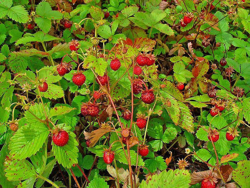 Fragaria vesca Baron Solemacher Berry Seeds