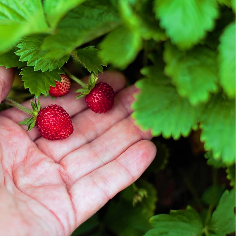 White flower of California Woodland Strawberry plant