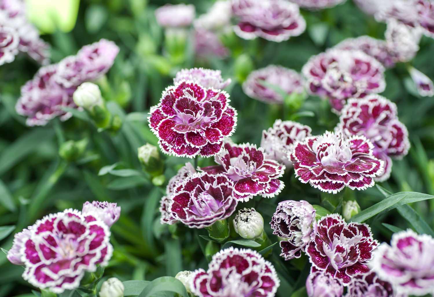 Fragrant White and Maroon Carnation Flowers