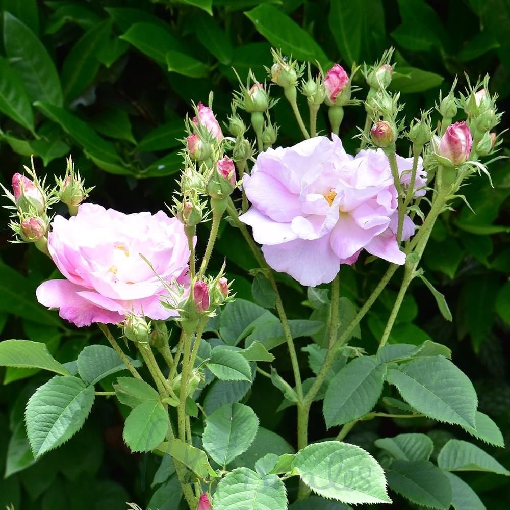 Heirloom Damask Rose seeds attracting pollinators naturally