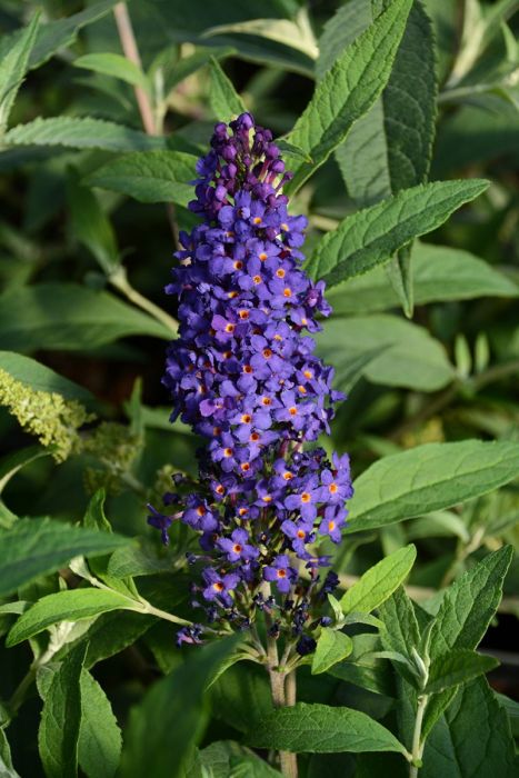 Fragrant Dark Blue Buddleia Plants in Bloom