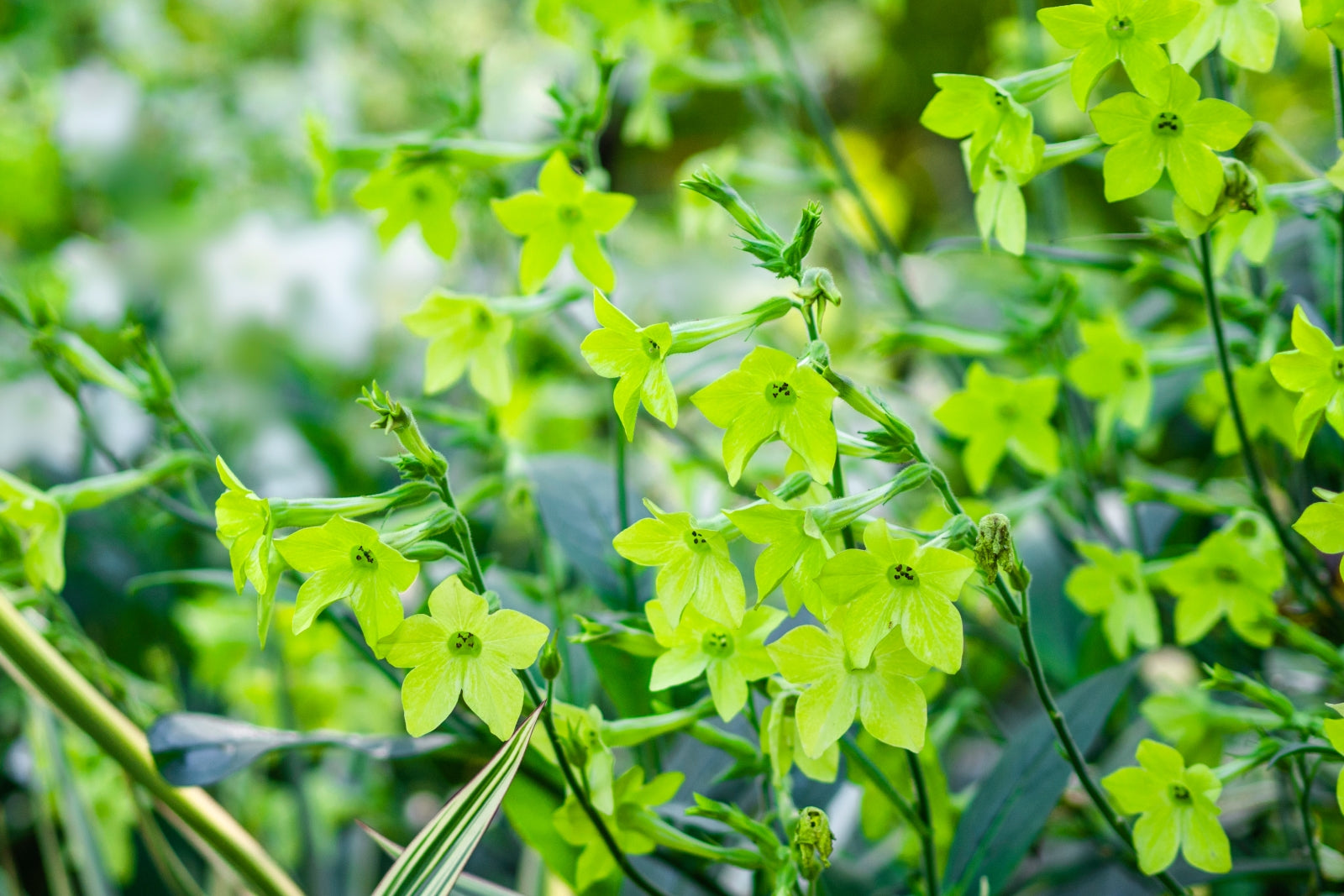 Fragrant Evening-Scented Flowers with Soft Green Petals