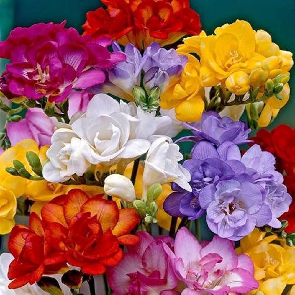 Fragrant Freesia Flower Seeds for Planting
