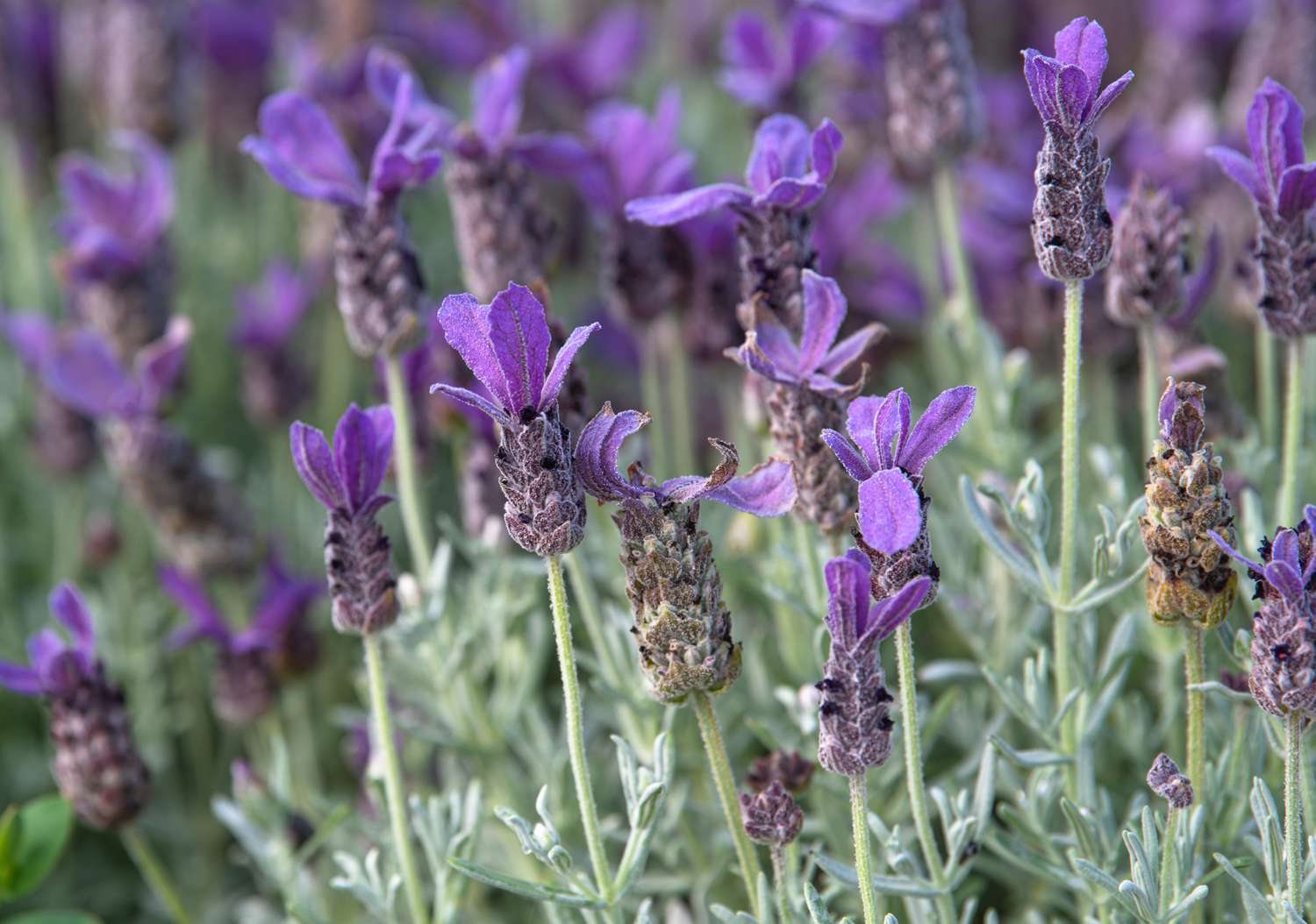 Fragrant Lavender Seeds for Planting