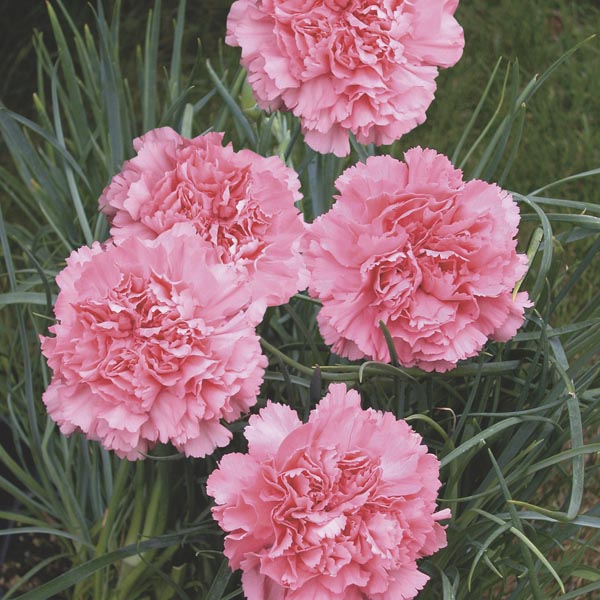 Fragrant Pink Dianthus Flowers for Colorful Gardens