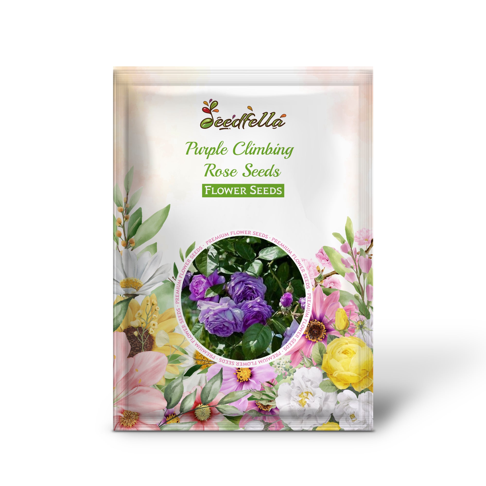 Fragrant Purple Climbing Rose Blooms on Trellis