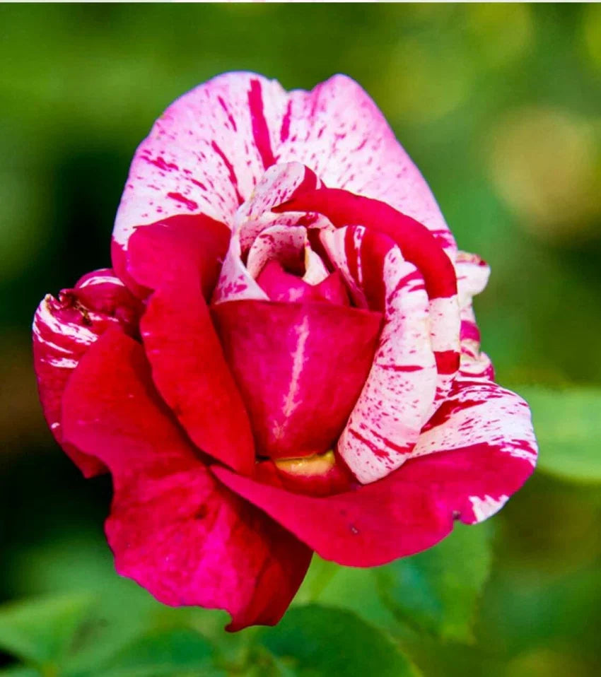 Fragrant Pink Red Rose Seeds for Vibrant Gardens