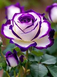 Fragrant Purple and White Rose Flowers