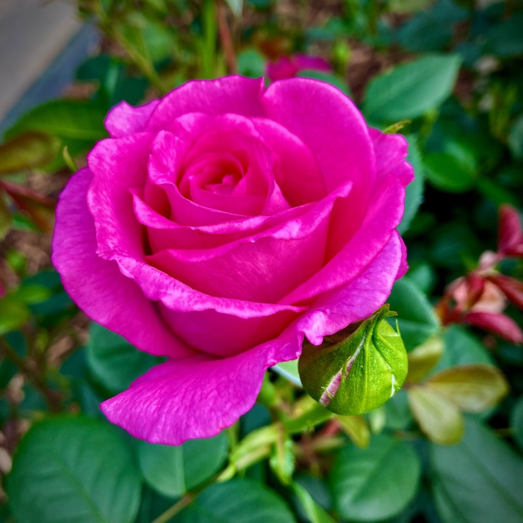 Fragrant Ruby Rose Plants for Garden Beds