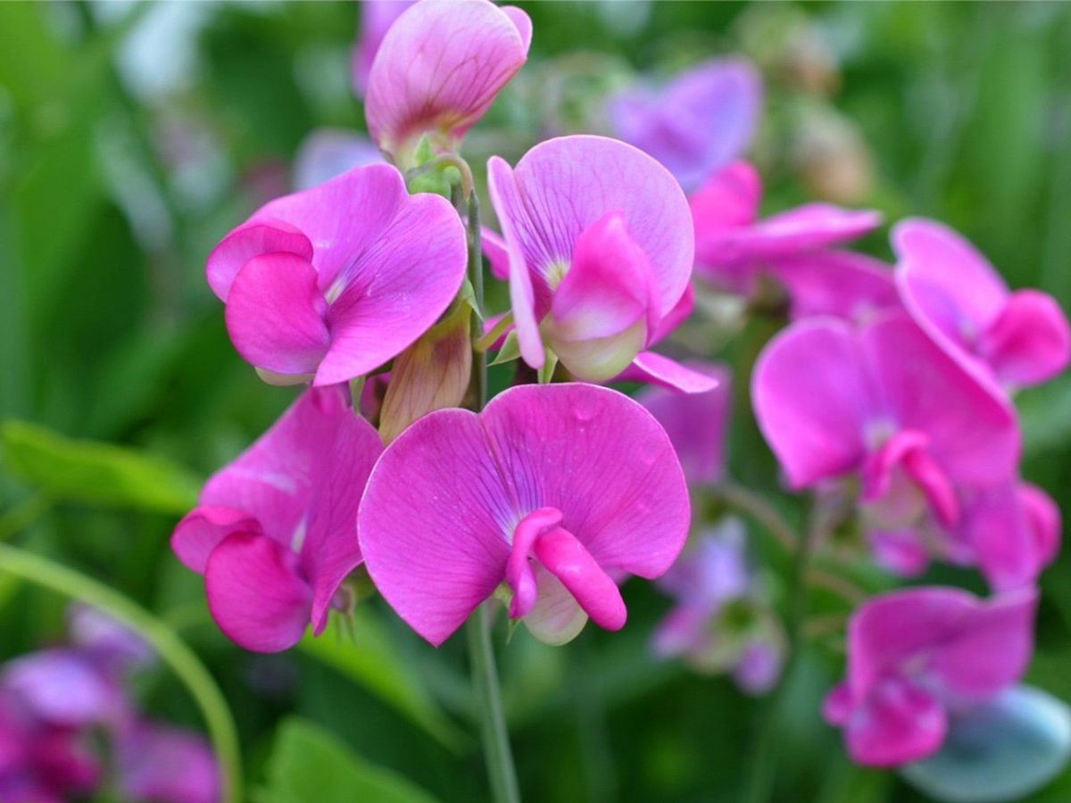 Fragrant White & Purple Sweet Pea Climbing Vines
