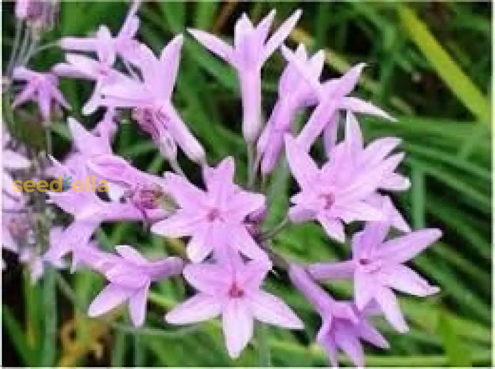 Fragrant Tulbaghia Violacea Flower Seeds For Planting