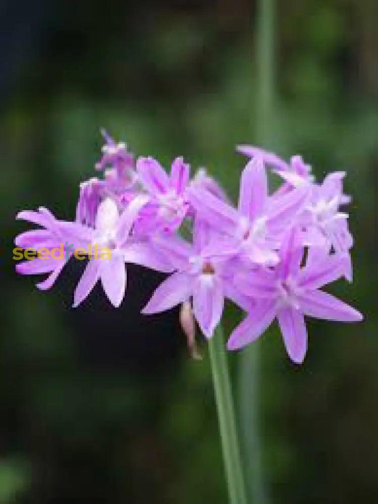 Fragrant Tulbaghia Violacea Flower Seeds For Planting