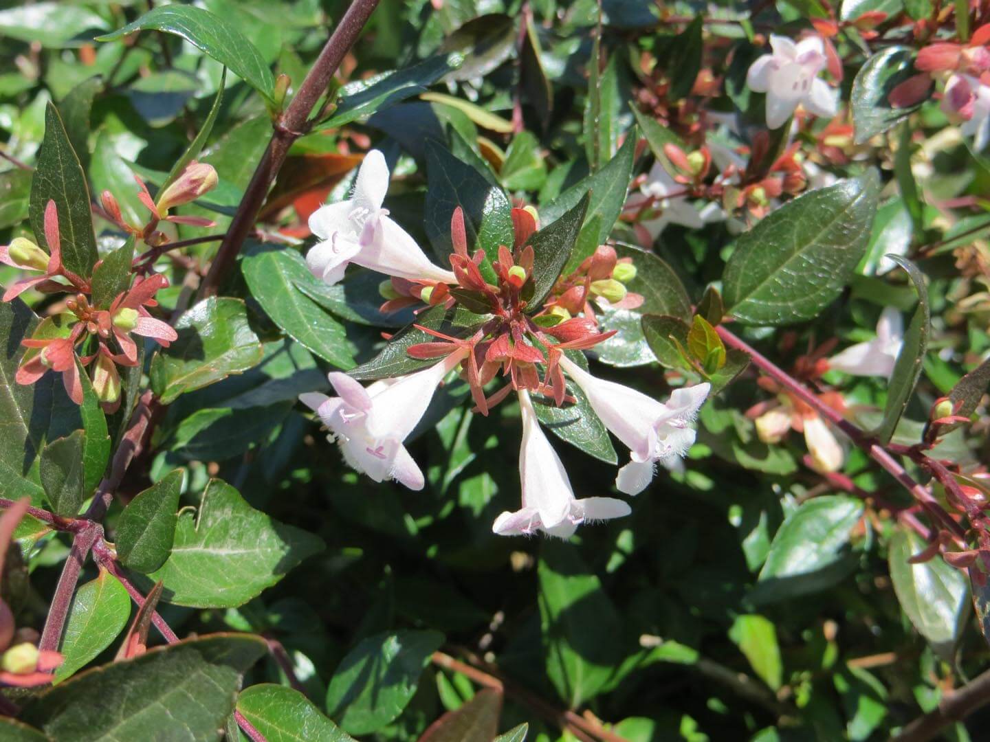 Fragrant White Abelia Shrub Grown from Seeds