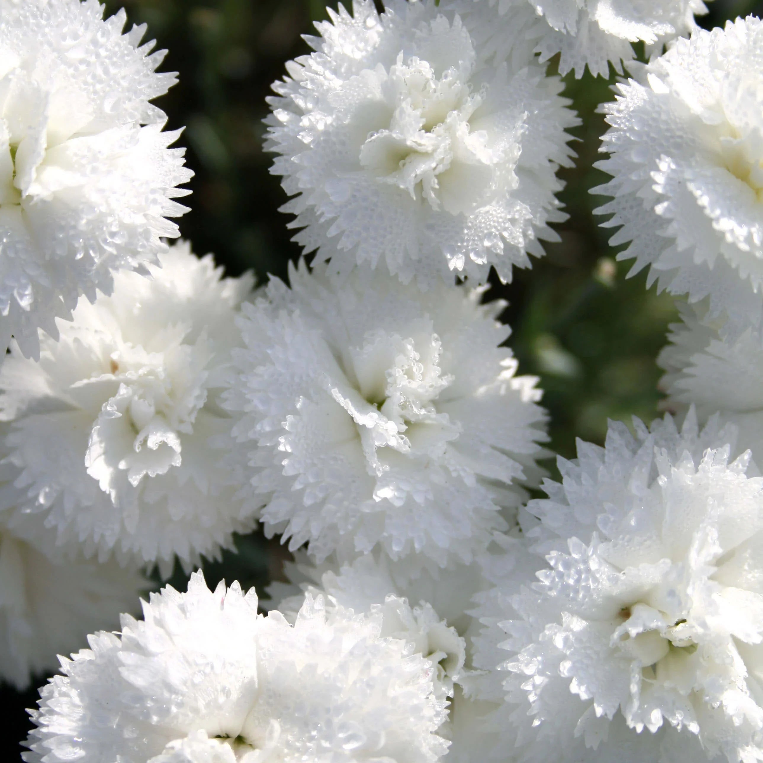 White Dianthus Seeds For Planting - Elevate Your Garden With Classic Blooms