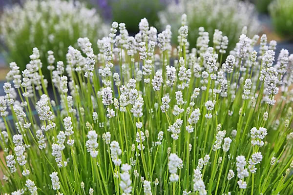 Fragrant White Lavender Flower Seeds